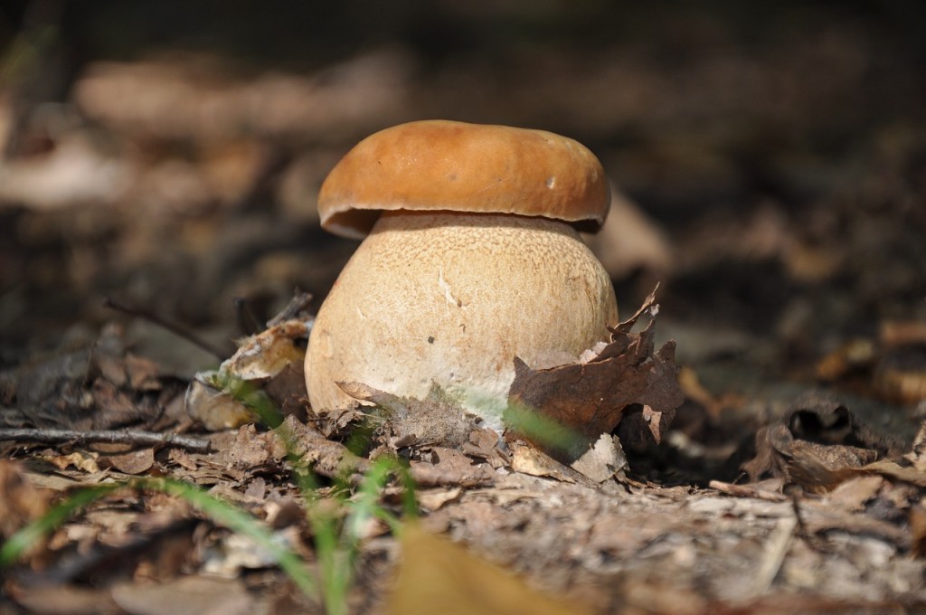 boletus-edulis-setas