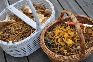 Cantharellus-lutescens