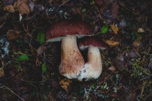 boletus-edulis